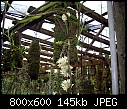 Click image for larger version

Name:	Dendrobium bracteosum Alba 1.jpg
Views:	674
Size:	145.3 KB
ID:	5297
