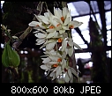 Click image for larger version

Name:	Dendrobium bracteosum Alba 2.jpg
Views:	294
Size:	80.2 KB
ID:	5298