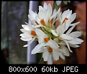 Click image for larger version

Name:	Dendrobium bracteosum Alba 3.jpg
Views:	412
Size:	59.9 KB
ID:	5299