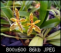-phalaenopsis-borneensis.jpg