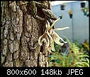 Dendrobium cucumerinum x 2-dendrobium-cucumerinum-2.jpg