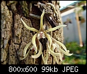 Dendrobium cucumerinum x 2-dendrobium-cucumerinum-3.jpg