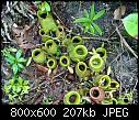 Nepenthes ampullaria X 2-nepenthes-ampullaria-1.jpg