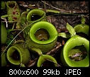Nepenthes ampullaria X 2-nepenthes-ampullaria-4.jpg