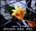 Dendrobium wentianum x 2-dendrobium-wentianum-3.jpg