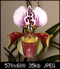 Click image for larger version

Name:	Paph World Tour 600.JPG
Views:	484
Size:	35.4 KB
ID:	5568