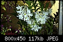 Click image for larger version

Name:	Dendrobium dearei Borneon frm = ovipostoriferum 1.jpg
Views:	1225
Size:	117.1 KB
ID:	5581