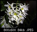 Click image for larger version

Name:	Dendrobium dearei Borneon frm = ovipostoriferum 5.jpg
Views:	184
Size:	84.4 KB
ID:	5582