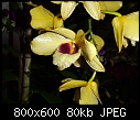 Dendrobium Gatton Sunray x 2-dendrobium-gatton-sunray-3.jpg