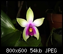 -phalaenopsis-bellina-2.jpg