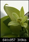 -vanilla-planifolia-dsc00878.jpg
