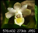 Click image for larger version

Name:	Pelatantheria ctenoglossum.jpg
Views:	479
Size:	272.7 KB
ID:	5609