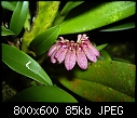 Bulbophyllum auratum-bulbophyllum-auratum.jpg