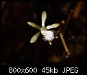 Lecanorchis multiflora X 3  myco-heterotrophic growth-lecanorchis-multiflora-3.jpg