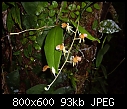Liparis aff aurantiorbiculata 3-liparis-aurantiorbiculata-1.jpg