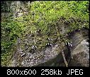 Paphiopedilum sanderianum Burial Cave X 5-paphiopedilum-sanderianum-burial-cave-2.jpg