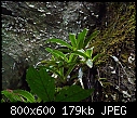 Paphiopedilum sanderianum Burial Cave X 5-paphiopedilum-sanderianum-burial-cave-7.jpg