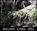 Paphiopedilum sanderianum Long Langsat x 4-paphiopedilum-sanderianum-long-langsat-1.jpg
