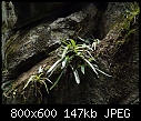 Paphiopedilum sanderianum Long Langsat x 4-paphiopedilum-sanderianum-long-langsat-3.jpg
