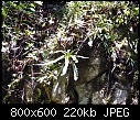 Paphiopedilum sanderianum Long Langsat x 4-paphiopedilum-sanderianum-long-langsat-5.jpg