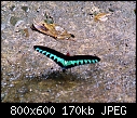 Click image for larger version

Name:	Rajah Brooks Butterfly.jpg
Views:	392
Size:	170.4 KB
ID:	5683