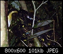 Click image for larger version

Name:	Snake 3.jpg
Views:	117
Size:	100.5 KB
ID:	5685