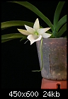 Click image for larger version

Name:	Angraecum 2.JPG
Views:	449
Size:	23.9 KB
ID:	5723