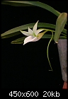 Click image for larger version

Name:	Angraecum 1.JPG
Views:	218
Size:	19.6 KB
ID:	5724