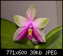 Click image for larger version

Name:	Phal Dotty Woodson.JPG
Views:	418
Size:	38.8 KB
ID:	5726