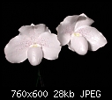 Click image for larger version

Name:	Paph niveum 1.JPG
Views:	560
Size:	27.8 KB
ID:	5731
