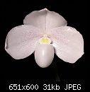 Click image for larger version

Name:	Paph niveum 2.JPG
Views:	208
Size:	30.9 KB
ID:	5732