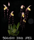 Click image for larger version

Name:	Paph philippinense.JPG
Views:	2191
Size:	29.5 KB
ID:	5736