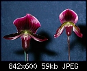 Click image for larger version

Name:	Paph Hsinying Rainbow and Glorious Magic.JPG
Views:	465
Size:	58.9 KB
ID:	5737