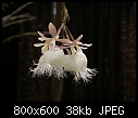 Epidendrum ilense-epidendrum-ilense-600.jpg