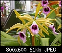 Click image for larger version

Name:	laelia tenebrosa 2 600.JPG
Views:	623
Size:	61.2 KB
ID:	5774