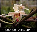 Click image for larger version

Name:	paraphalaenopsis serpentilingua 2 600.JPG
Views:	236
Size:	41.2 KB
ID:	5778