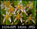 Bulbophyllum affine - stunning stripes-bulbophyllum-affine.jpg