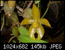 Bulbophyllum hamatipes - cute bowlegged yellow species-bulbophyllum-hamatipes.jpg