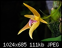 Bulbophyllum smitinandii - golden tones and odd angles-bulbophyllum-smitinandii-2.jpg