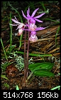 Calypso bulbosa v. occidentalis - cute pink terrestrial from the northern hemisphere-calypso-bulbosa-v-occidentalis.jpg