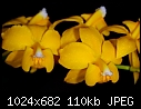 Cochlioda noezliana - spectacular orange/aurea form-cochlioda-noezliana.jpg