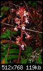 Corallorhiza maculata - lovely spotted 'saprophyte' from Mount Tamalpais-corallorhiza-maculata.jpg