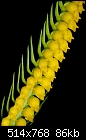 Cryptochilus lutea - beautiful strange yellow flowers-cryptochilus-lutea.jpg