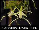 Dendrophylax lindenii - famous 'Ghost Orchid' from southern Florida-dendrophylax-lindenii.jpg