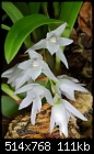 Dickasonia vernicosa - Lovely cascading crystalline white flowers-dickasonia-vernicosa.jpg