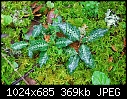 Goodyera oblongifolia - Rattlesnake Plantain Orchid - from Mt. Tam, Marin County-goodyera-oblongifolia.jpg