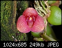 Trias picta - odd triangular pink spotted flower - Bulbophyllum relative-trias-picta.jpg