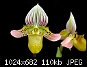 LAST ONE - Website Update Inside - Paphiopedilum acmodontum 'Round Top' - lovely pale pink and chartreuse-paphiopedilum-acmodontum-round-top.jpg