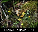Bulbophyllum catenarium-bulbophyllum-catenarium-1-per-ansow-gunsalem.jpg