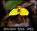 Bulbophyllum catenarium-bulbophyllum-catenarium-2-per-ansow-gunsalem.jpg